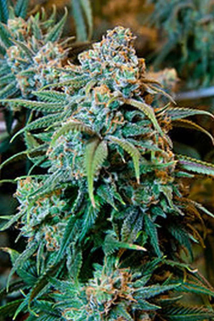 Weed Grower Hoping To Get Marijuana Included In Temple Incense