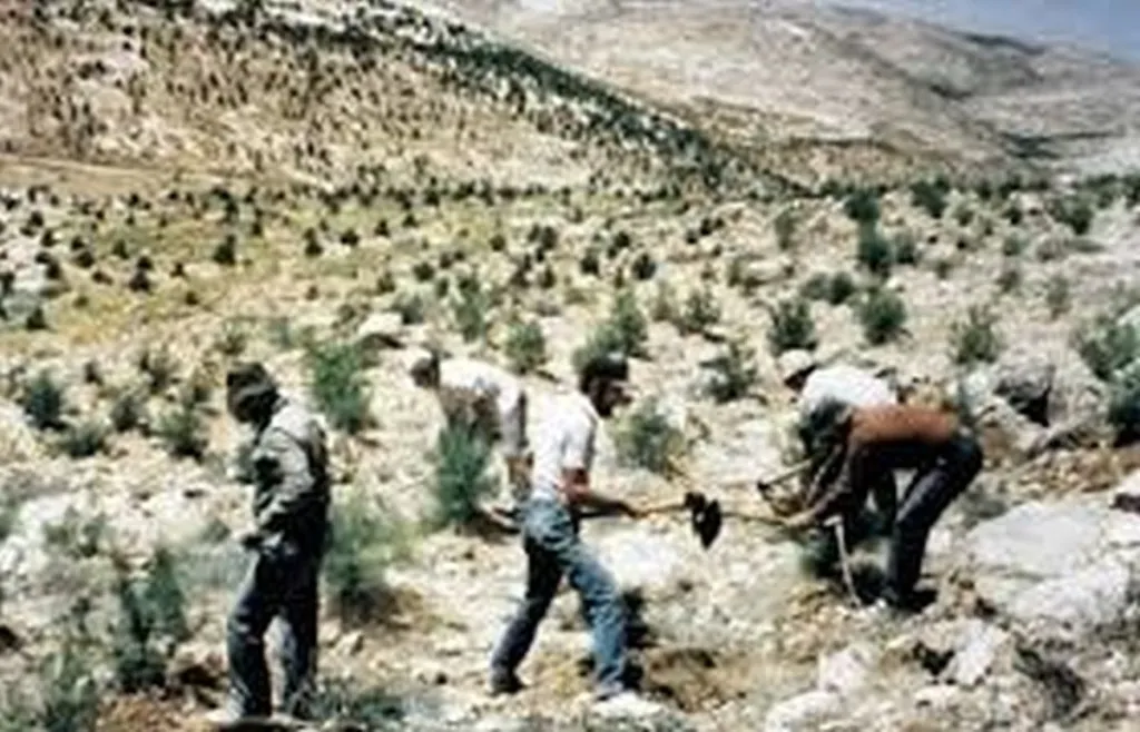 JNF Shifts To Planting Only Gharqad Trees