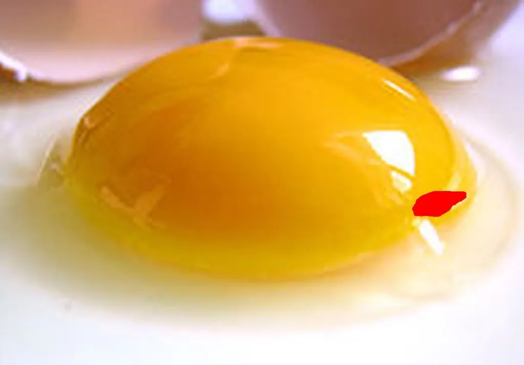 Report: Blood Spots In Eggs Put There To Hide Leftover Matza Blood