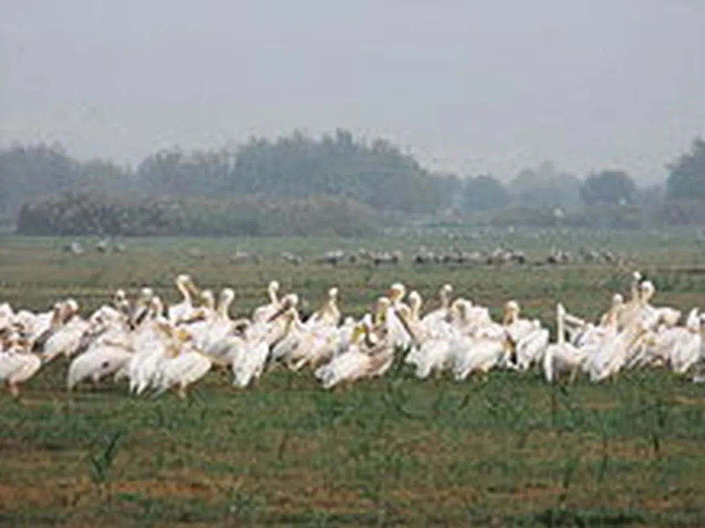 Migrating Birds Reject BDS, Fly Over Israel