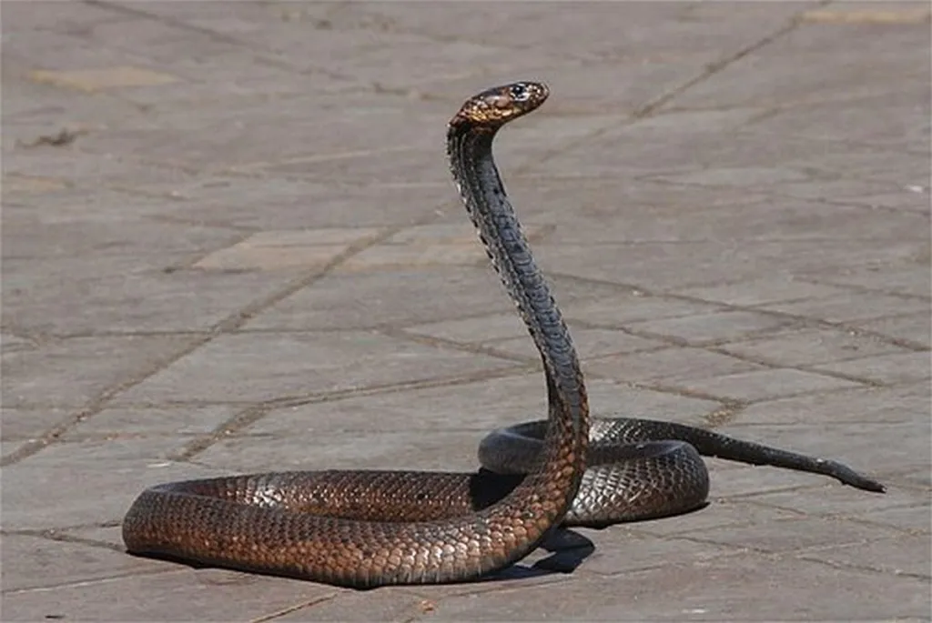 PETA Denounces Aaron, Moses For Cruelty To Serpents