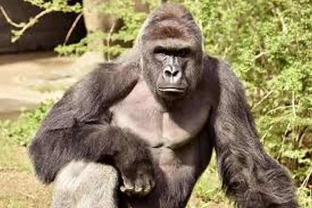 I Was Actually Quite Flattered By The Jews-Apes-Pigs Thing