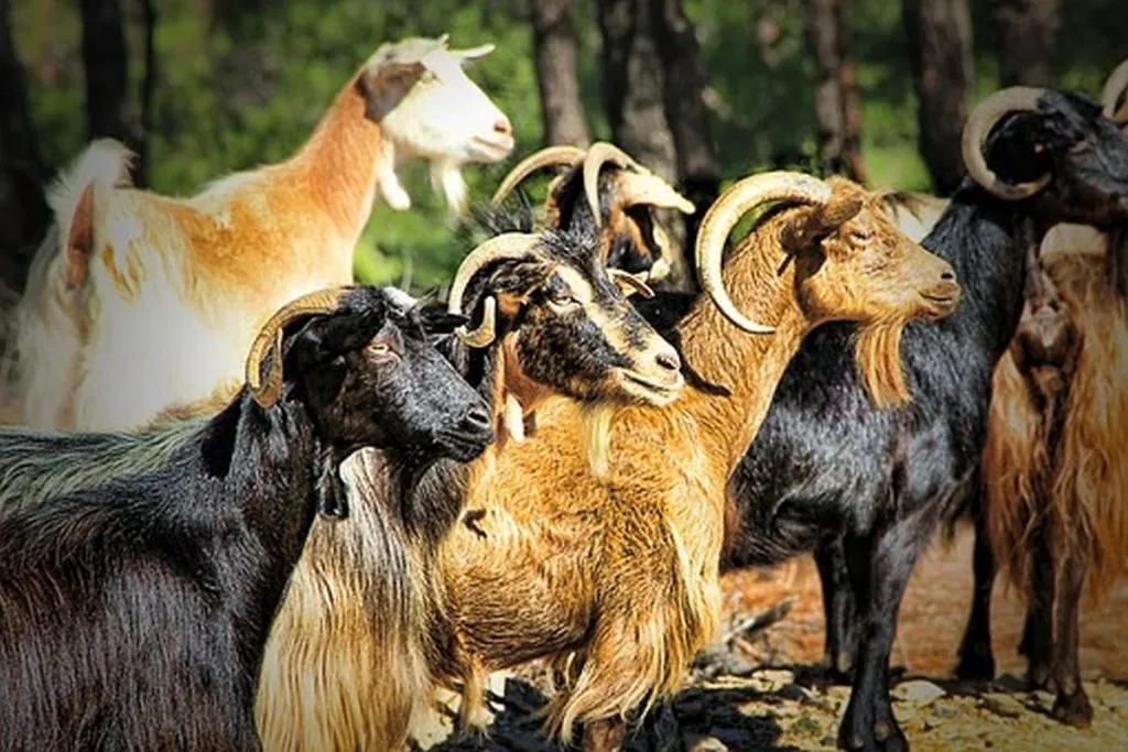 Egypt Restricts Child Marriage: Minimum Bride Price Now 13 Goats