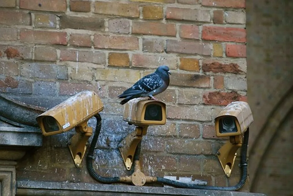 Abbas Honors Pigeon That Crapped On Netanyahu’s Motorcade