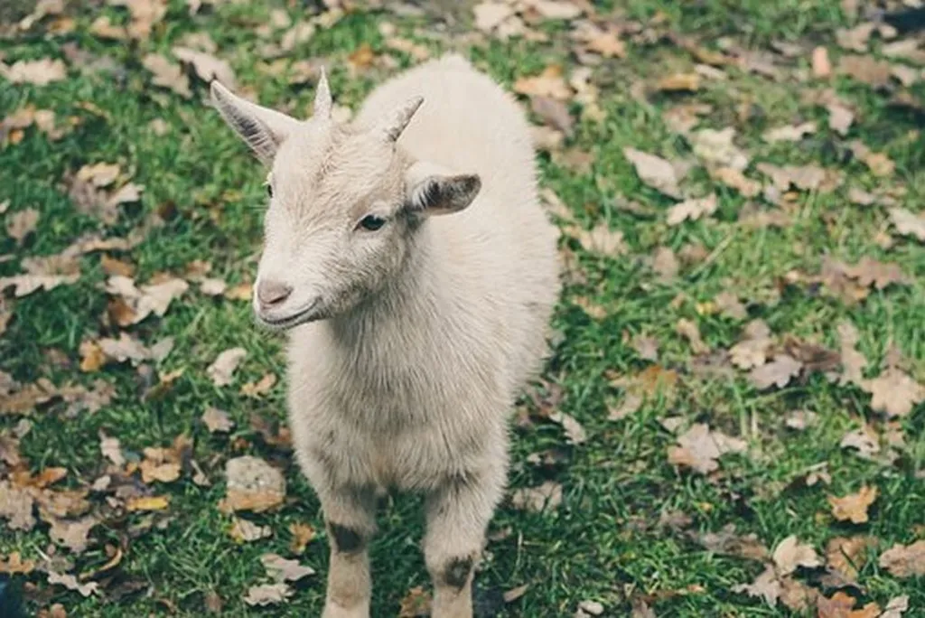 Vegan Refuses To Sing ‘Had Gadya’