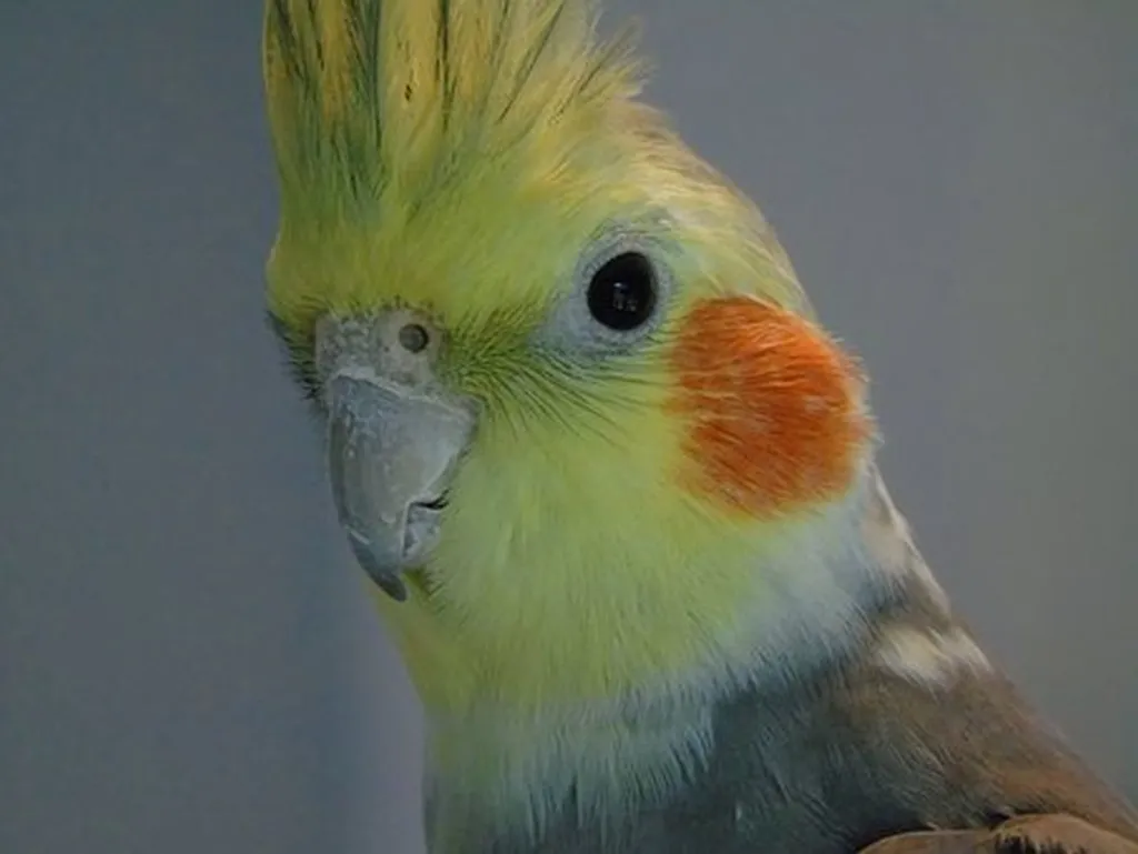 Area Bird’s Poop Too Good For Haaretz At Bottom Of His Cage