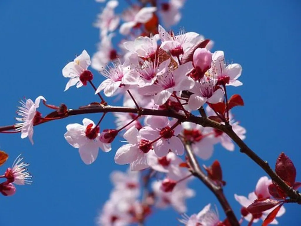 Environmenatlists Chide Jeremiah For Using Almond Branch In Vision