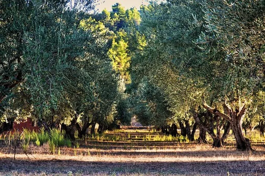 Is It Blame-Jews-For-Cutting-Down-My-Olive-Trees Season Yet?