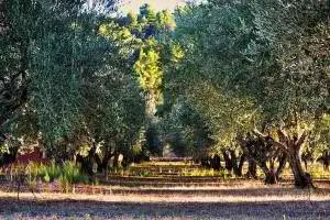 olive trees