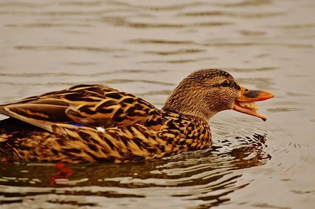 Community In Uproar Over Discovery That ‘Tashlich’ Not About Feeding Ducks, Fish