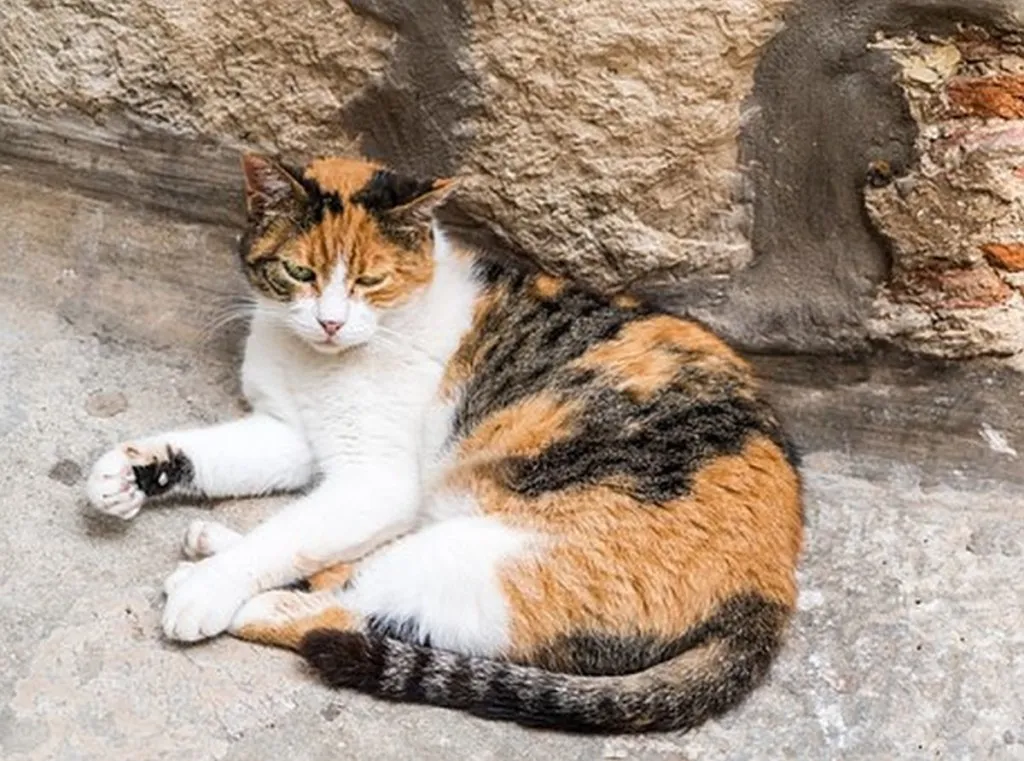 Area Stray Can’t Grasp Why Humans Keep Banishing It From Warm, Food-Filled House