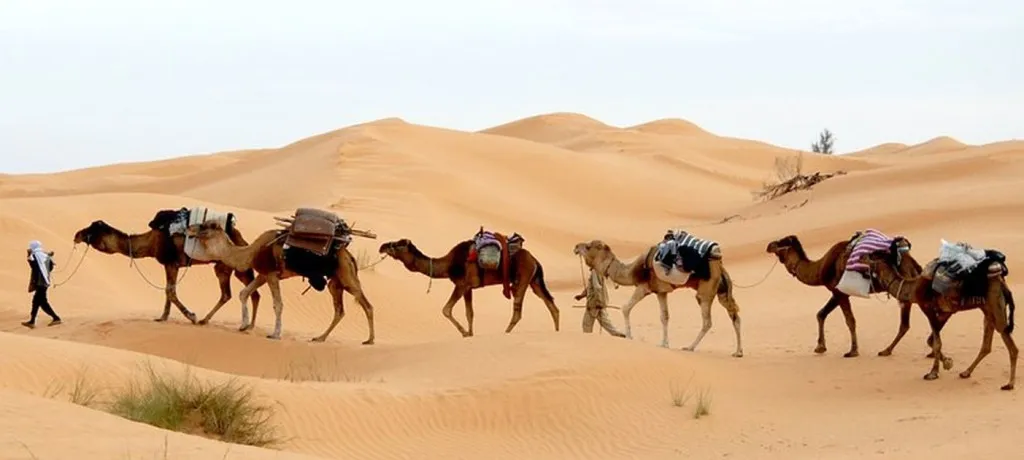 If You Boys Don’t Stop Pillaging Shechem I’m Going To Turn This Caravan Around, I Swear