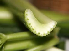 celery cross-section
