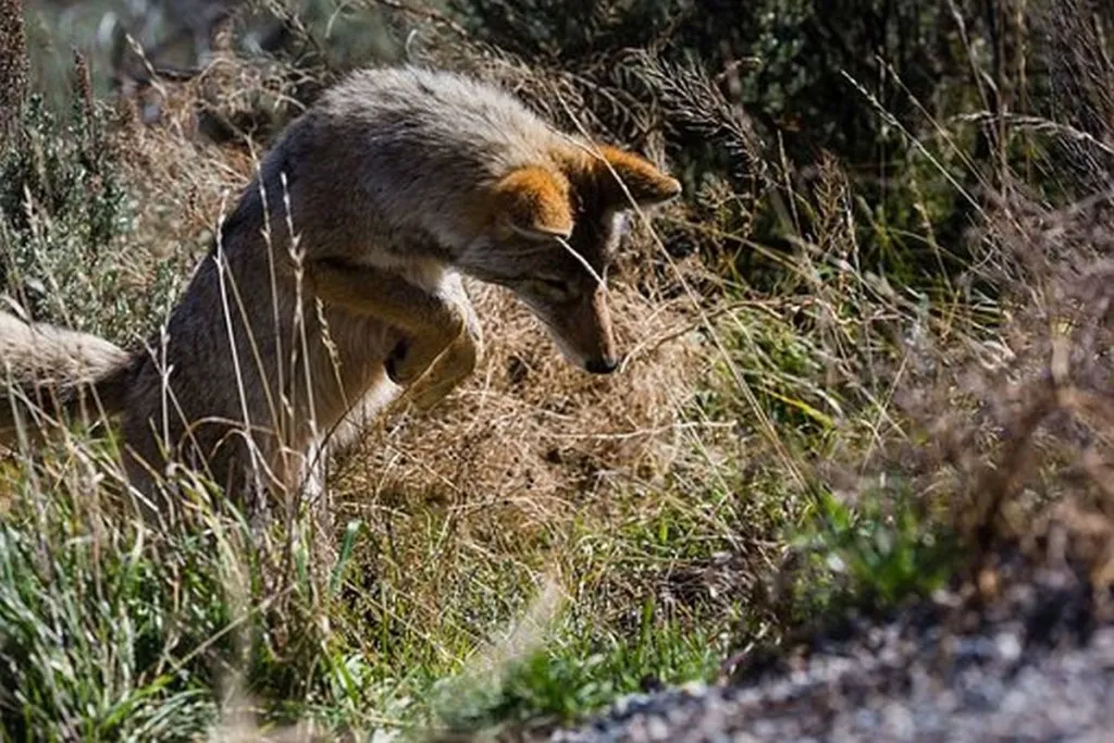 Hamas Training Jackals To ‘Prey The Gay Away’