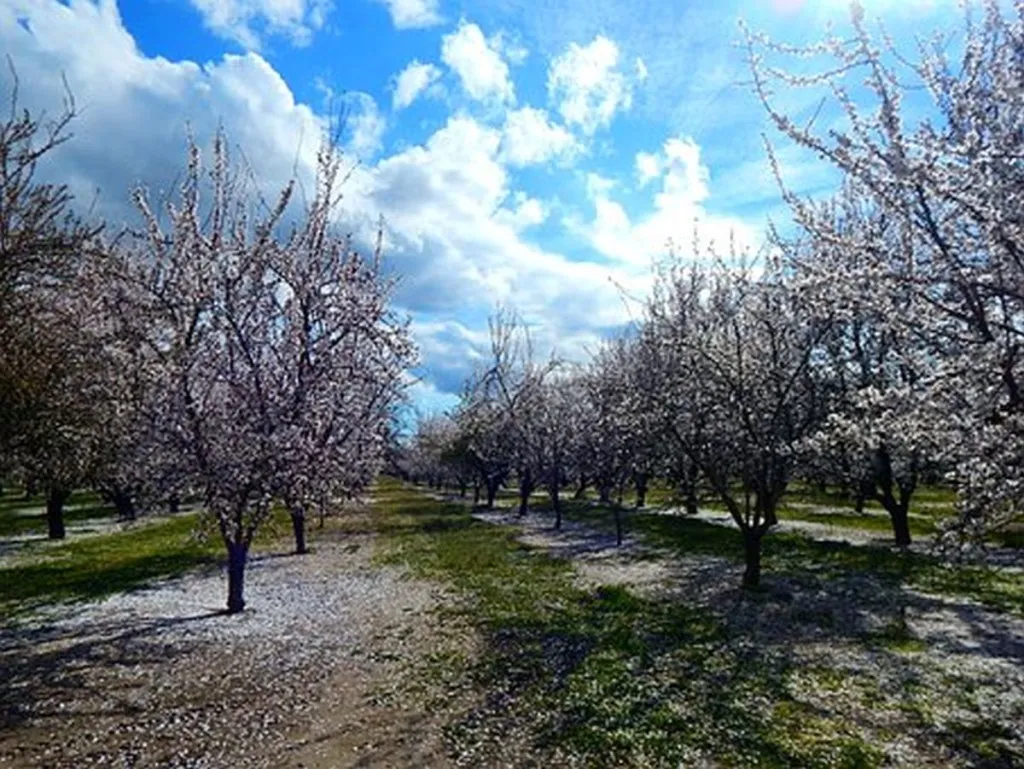 Anti-Religion Activist Finds Way To Paint Tu Bishvat Nature-Celebration As Anti-Nature