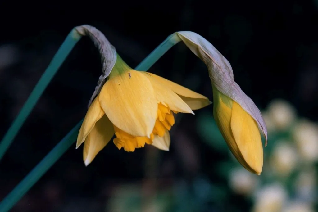 Study Links Erectile Dysfunction With Antisemitism