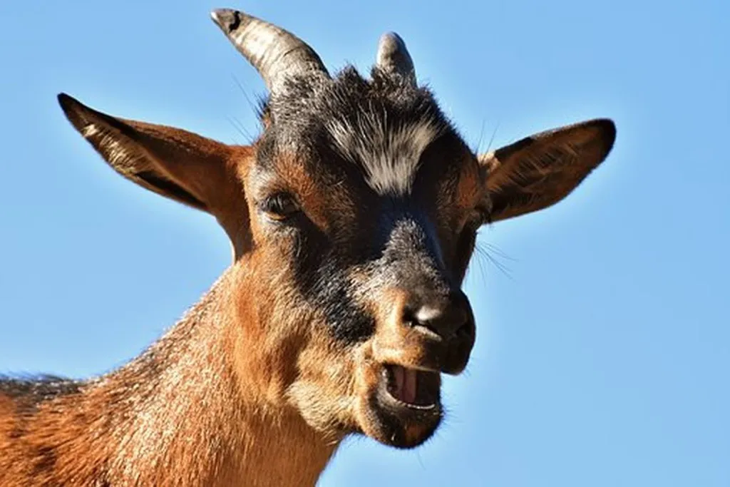 UN Condemns Israel For High Priest Throwing Palestinian Goat Off Cliff On Yom Kippur